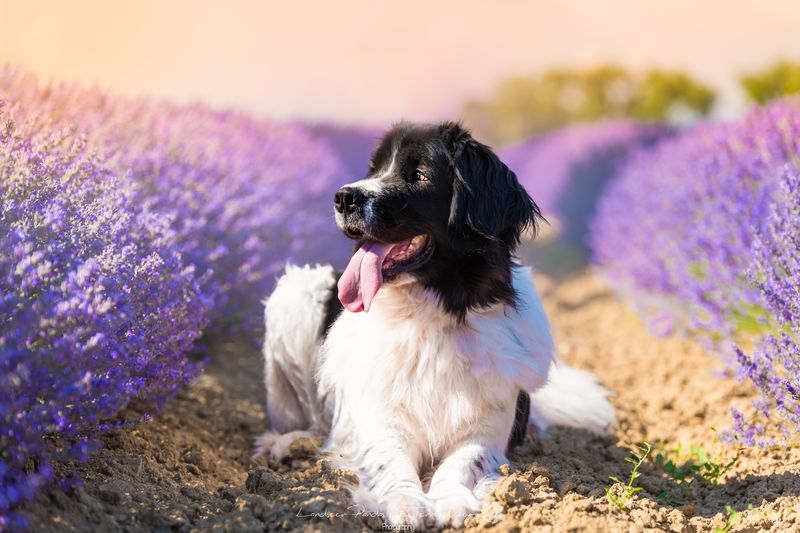 DSC 0480 Modifier Modifier 3