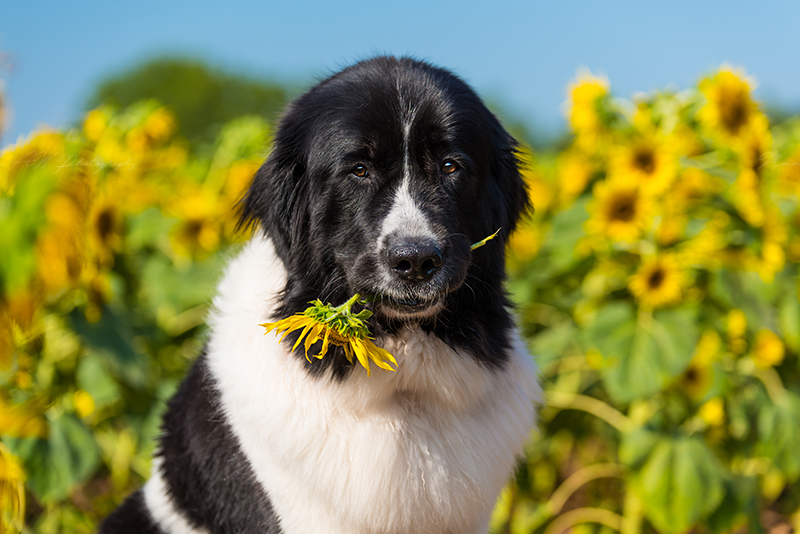 DSC 1029 Modifierredim