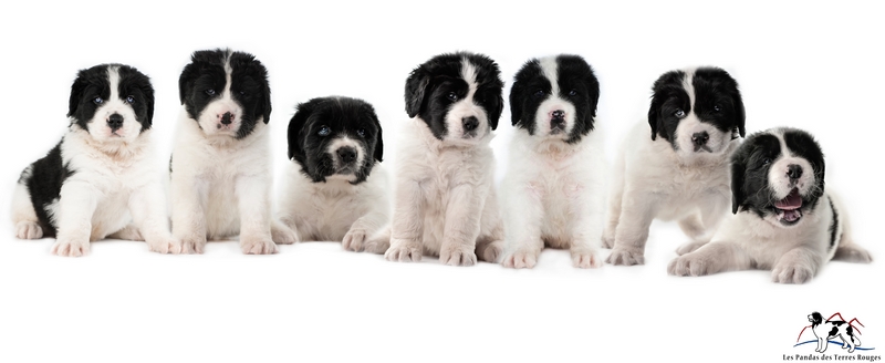 bonesfaun2017toussignéredim