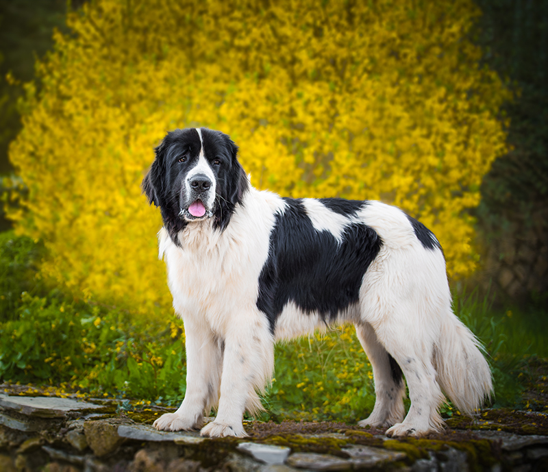 17042019 DSC 5865 Modifier Modifier 3redim