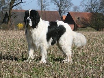 gustav vom nebelwald