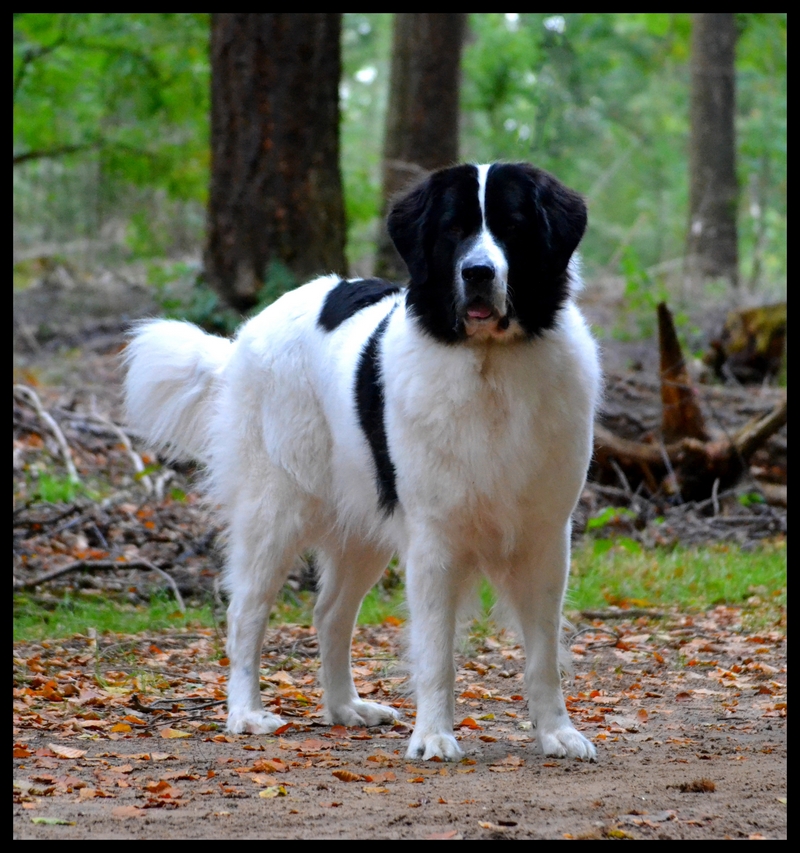 Faun du domaine des pins daurecanie pandas des terres rouges landseer 54