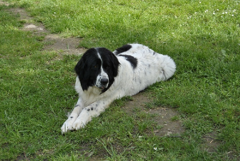 chiens-Landseer-type-continental-europeen-56047a77-98f5-17e4-a518-a610cfc1a952