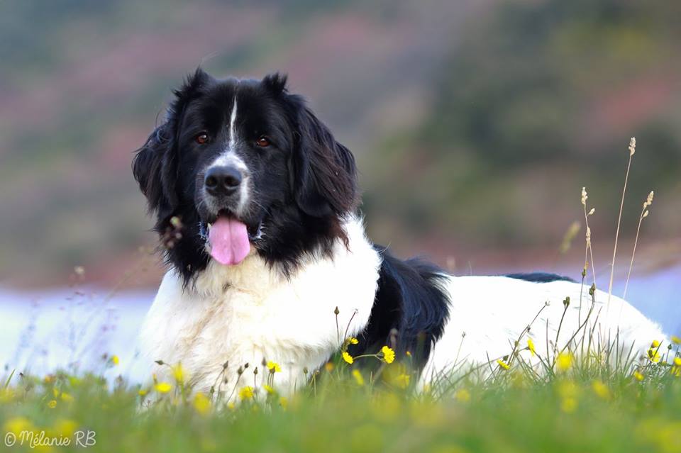 landseer pandas des terres rouges