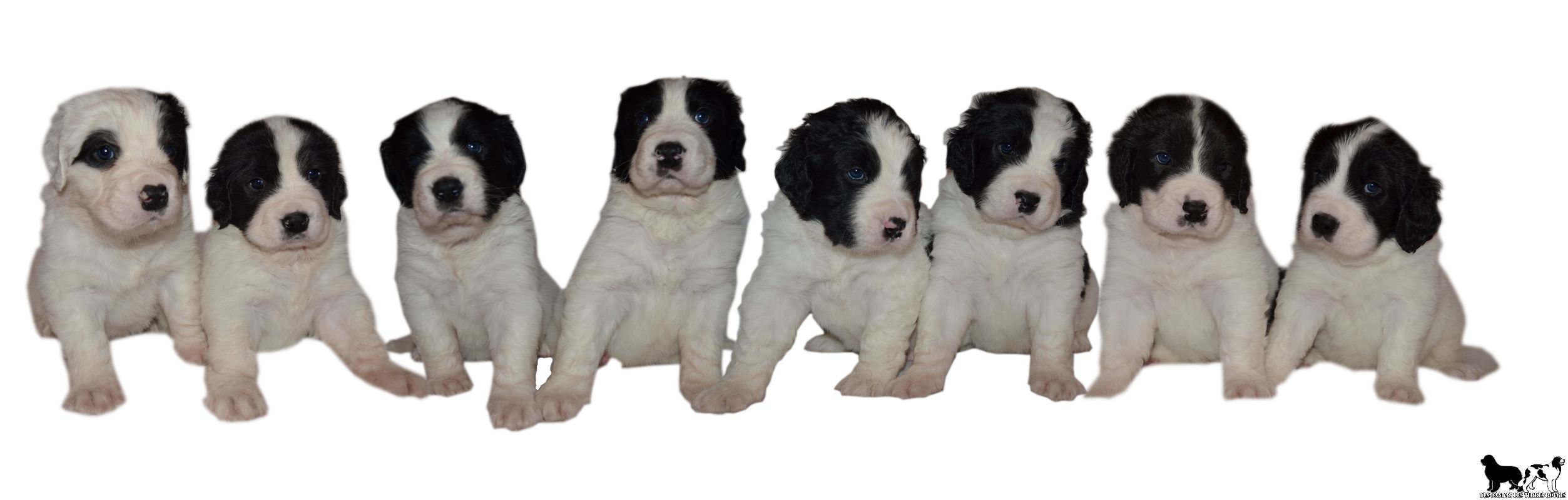 fond blanc bebe falco 1