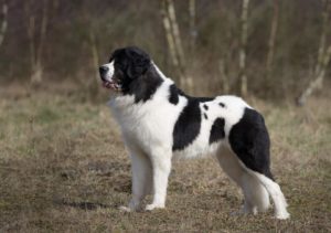 kmicic ingri 300x211